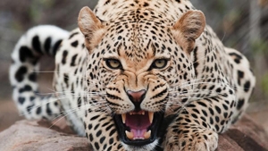 Leopard 